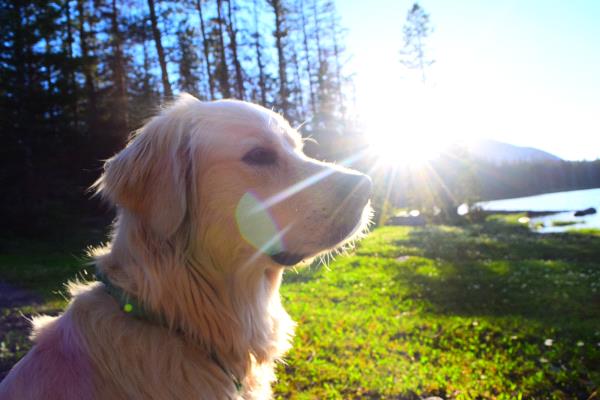 /Images/uploads/Humane Society of Utah/HSUCalendar/entries/1185thumb.jpg